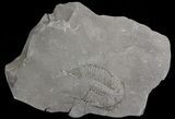 Partial Dalmanites Trilobite - New York #68539-1